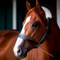 07 justify triple crown gallery RESTRICTED