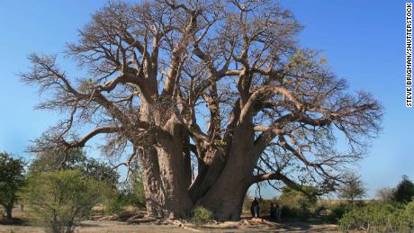 The Chapman baobab tree in Botswana, which collapsed in 2016. 