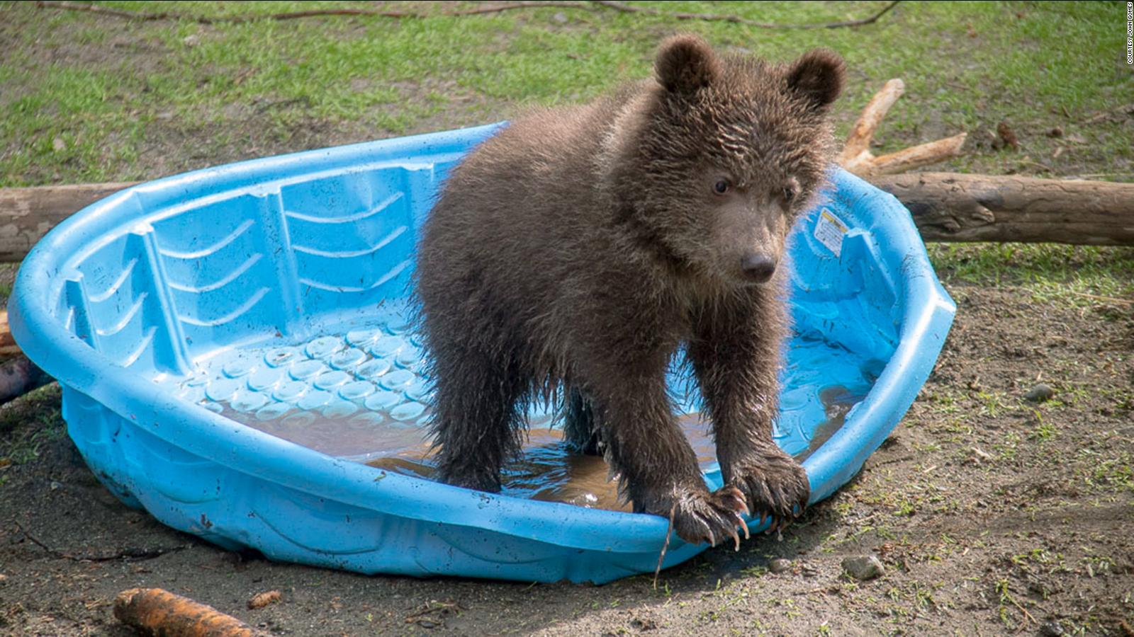 At Alaska Zoo Orphaned Bear Cub Awaits New Home Cnn Travel