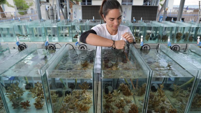 Jessica Bellworthy working with corals in her laboratory&#39;s Red Sea Simulator system.