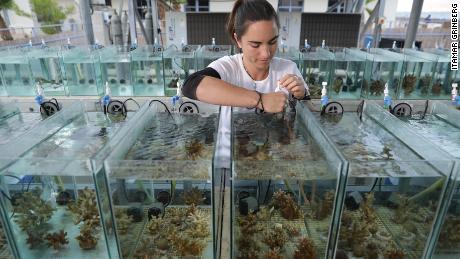 Jessica Bellworthy working with corals in her laboratory&#39;s Red Sea Simulator system.