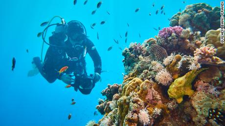 Jerome Delafosse from the Energy Observer Project examines coral in the Gulf of Aqaba.