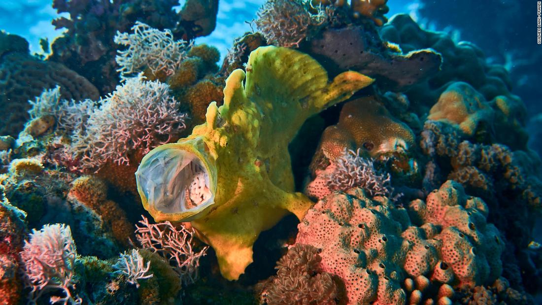 The yellow frog fish lives on the coral reef and relies on it for food and safety.