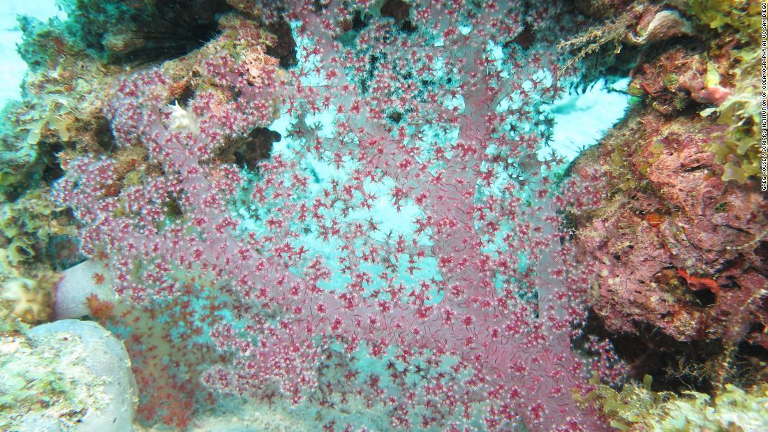 Most corals secrete limestone which forms a hard skeleton, but &quot;soft&quot; corals like this one do not. Although they don&#39;t help to build a permanent coral reef, soft corals provide food and shelter for lots of organisms.