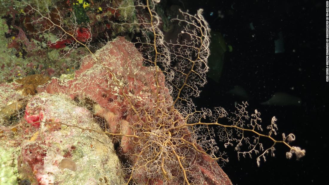 By day, basket stars coil their long arms and hide in small nooks and crannies on the reef. At night they feed, unfurling their arms and capturing small particles with their &quot;branchlets.&quot; 