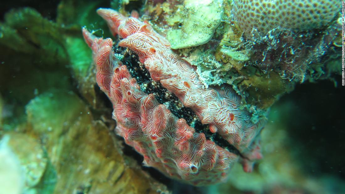 The exterior of this shell has been covered with a red encrusting sponge, while the interior has been filled with small anemones or &quot;mushroom&quot; corals. Vacant space is hard to come by on a coral reef and competition is intense -- every spare surface is colonized quickly. 