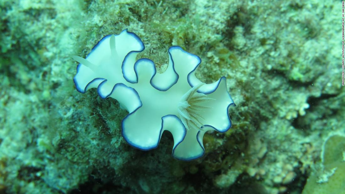 This fairytale-looking creature is a type of sea slug called a nudibranch. Like land slugs it is very similar to a snail, but doesn&#39;t have a shell. 