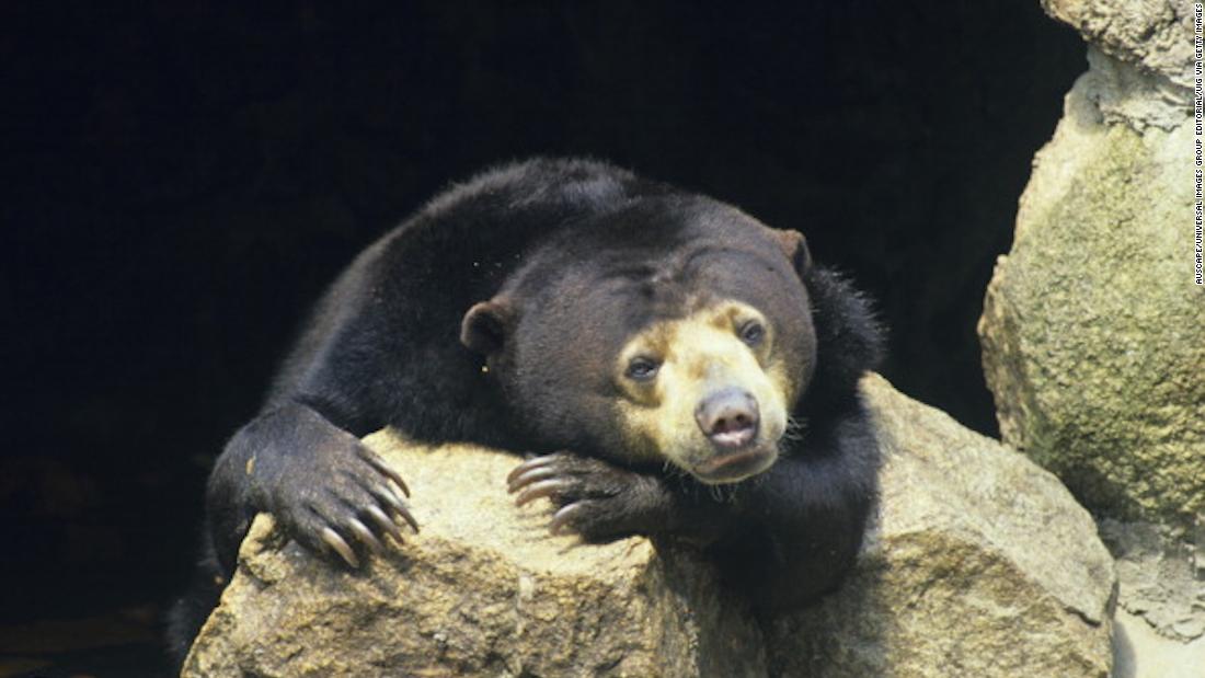 are black bears nocturnal or daytime animals