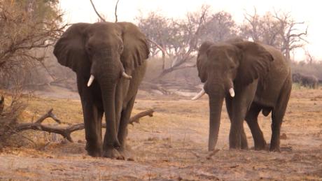 The last hope for elephants: Can a Chinese law help stop the slaughter in Africa?