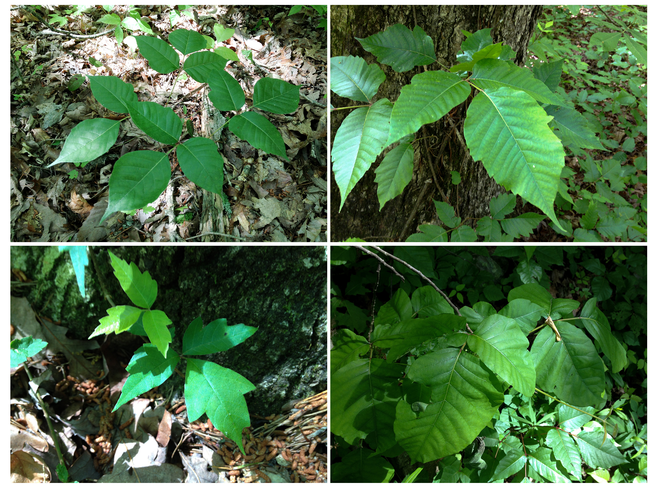 poison ivy plant pictures