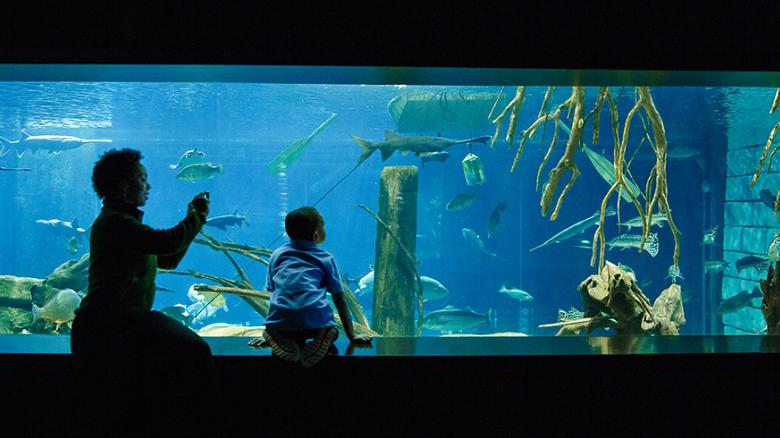 angivet Løb klæde The best aquarium designs - CNN Style