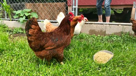 Why backyard chickens are a health risk 