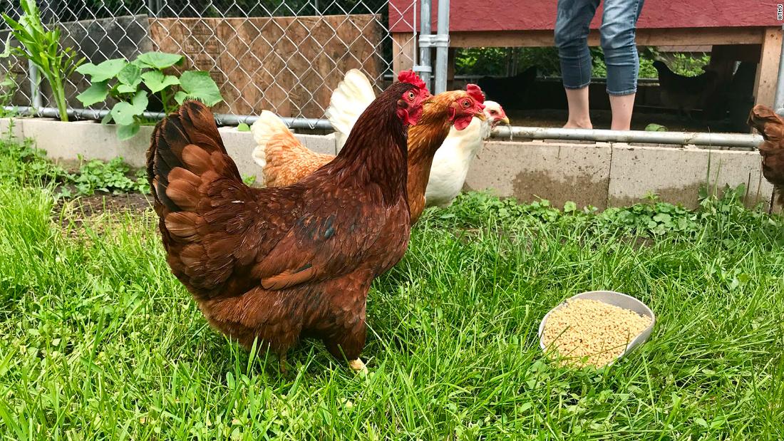 Backyard chickens: Why the CDC says they're a health risk ...