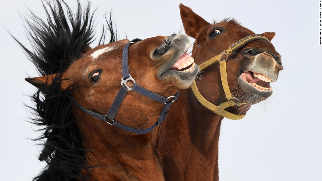 horses-can-make-facial-expressions-just-like-humans-cnn