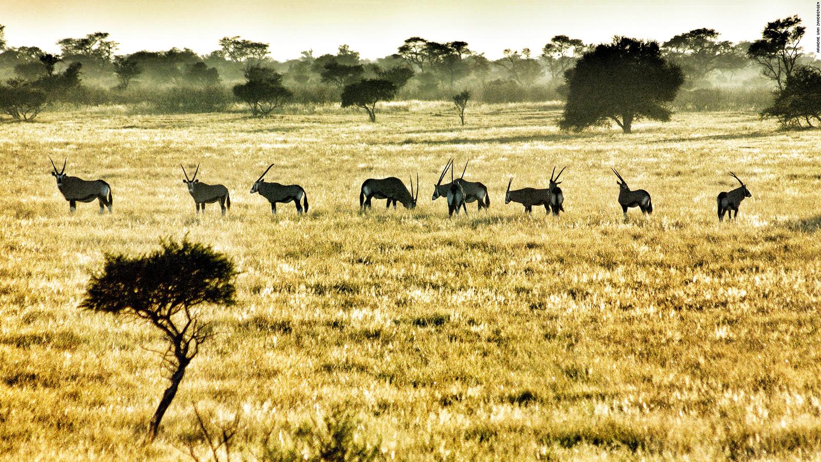 African 8 best parks to view wildlife | CNN Travel