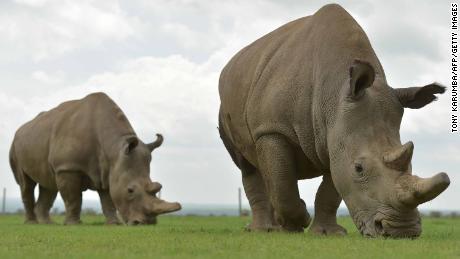 Scientists create 'test-tube rhino' in hopes of saving dying species