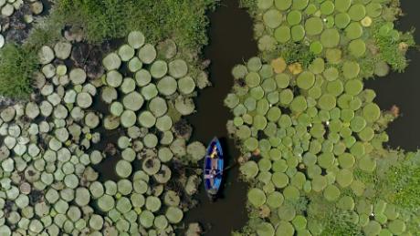 Destinos visita los lirios del Piquete Cué que embellecen parte del río  Paraguay - CNN Video