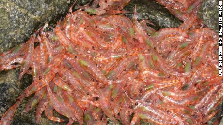 Biggest krill companies limit fishing in Antarctic waters