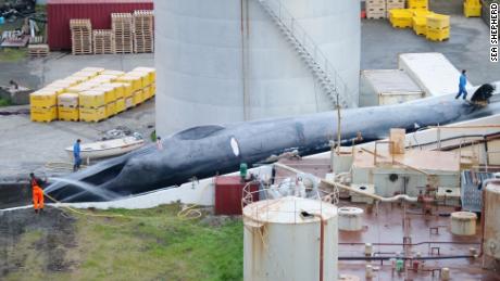 The Hvalur hf company reportedly killed a blue whale in Hvalfjordur, Iceland, on July 7, 2018.