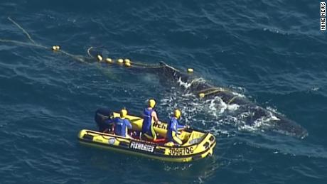 Three members from the Queensland Boating and Fisheries Marine Animal Release Team cut the whale free from shark net