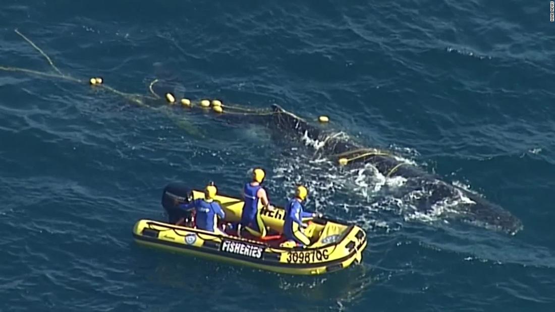 Humpback whale tangled in shark net freed off Australia - CNN