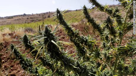 Lebanon preparing to legalize growing cannabis, says House speaker ...