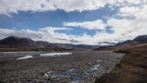 Tens of thousands of caribou cross these lands each year in the Arctic National Wildlife Refuge.