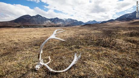 Caribou antlers mark a landing strip in the Arctic National Wildlife Refuge