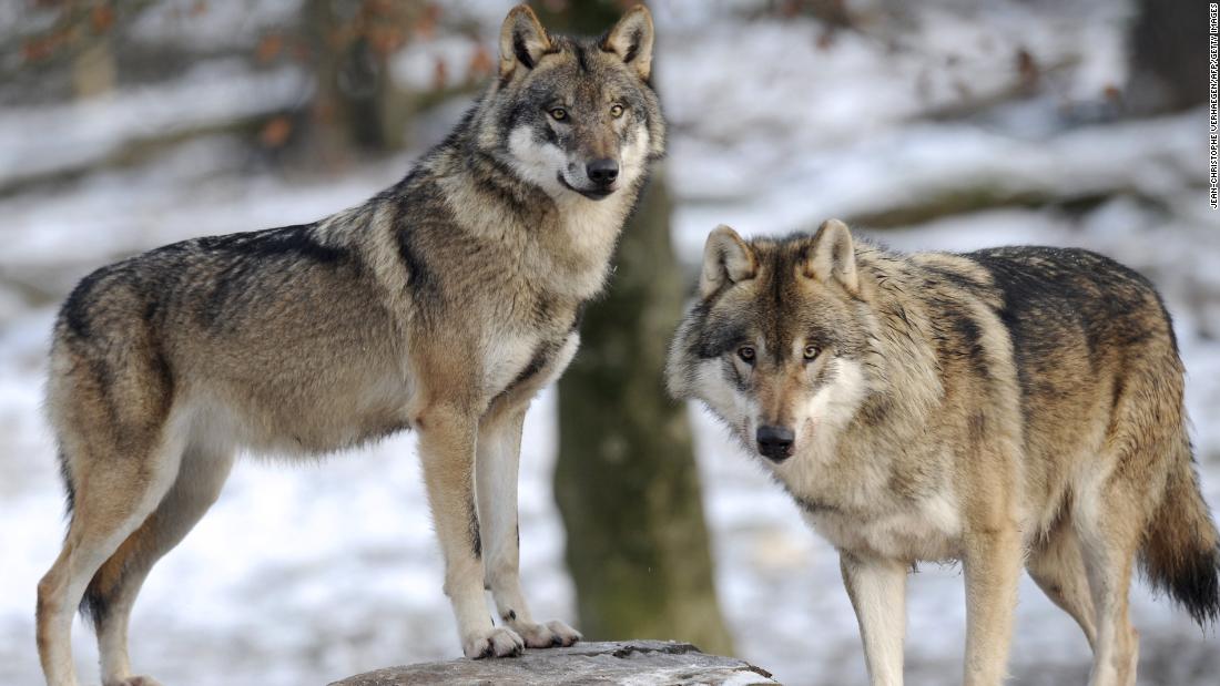 Trump administration removes gray wolf from endangered species list