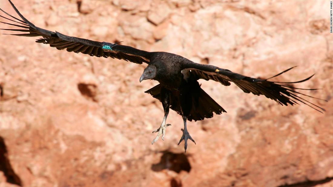 The California condor was almost wiped out in the 1980s by a combination of hunting, accidental poisoning, and the toxic pesticide DDT.&lt;br /&gt;Here a California condor lands in Marble Gorge, east of Grand Canyon National Park, in March 2007.
