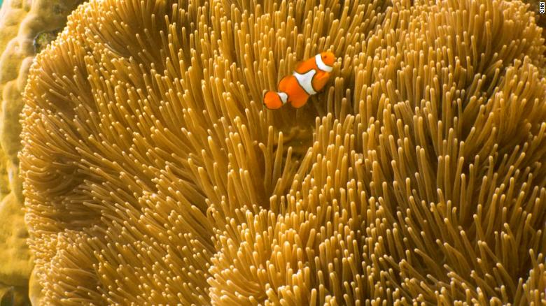 New plan to protect the Great Barrier Reef
