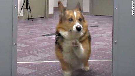 Research suggests dogs rush to help when their owners cry