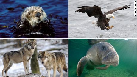 Image result for endangered species act