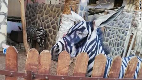 A zoo is accused of painting a donkey and passing it off as a zebra