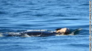 A Mourning Orca Mom Carried Her Dead Baby For Days Through The Ocean