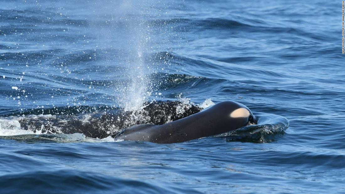 Its Heartbreaking Killer Whale Continues Carrying Dead Calf For
