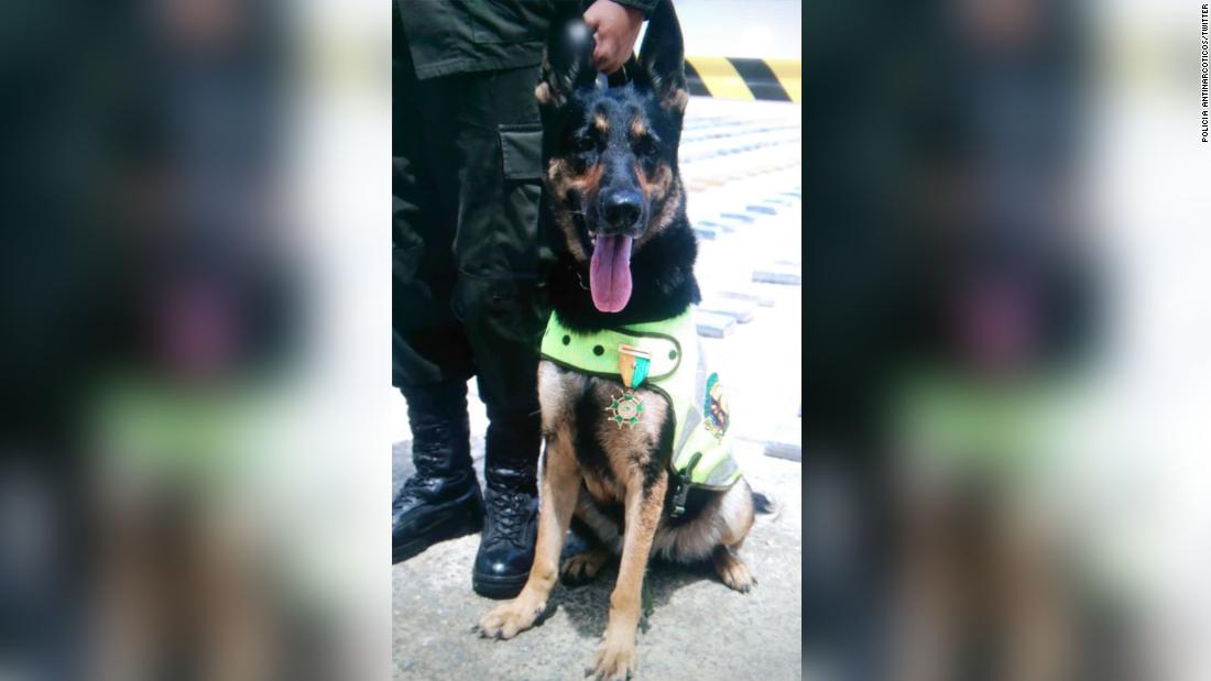 Colombian Army sniffer dog is airlifted after snake bite injury