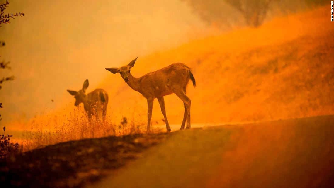 Deer graze along a road covered in fire retardant as the Carr Fire burns near Redding on Saturday, July 28.