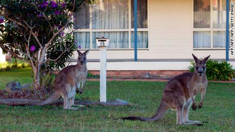 Mobs of kangaroos take to streets of Australia&#39;s capital over food shortages
