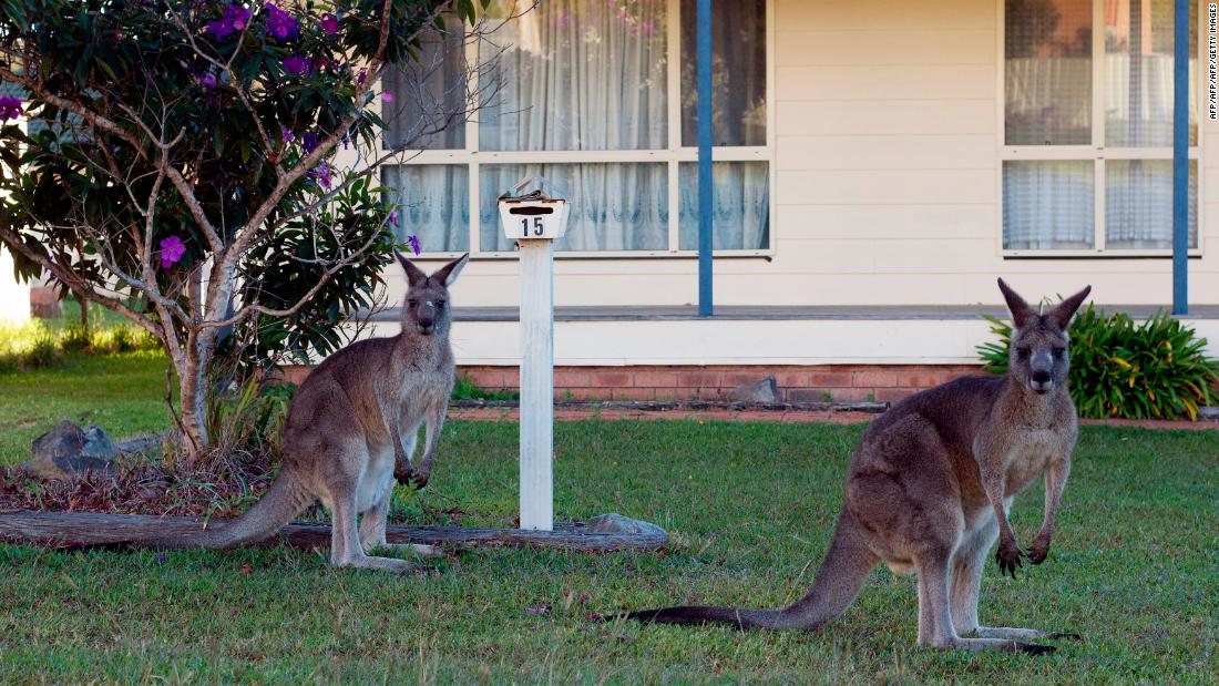 ÐÐ°ÑÑÐ¸Ð½ÐºÐ¸ Ð¿Ð¾ Ð·Ð°Ð¿ÑÐ¾ÑÑ Mobs of kangaroos take to streets of Australia's capital over food shortages