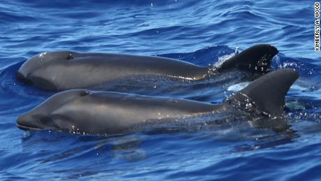 Researchers found the first known hybrid between a rough-toothed dolphin and a melon-headed whale near Kauai, Hawaii.