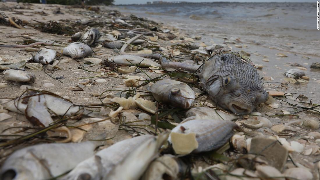 Fish are seen washed ashore on Sanibel Island.