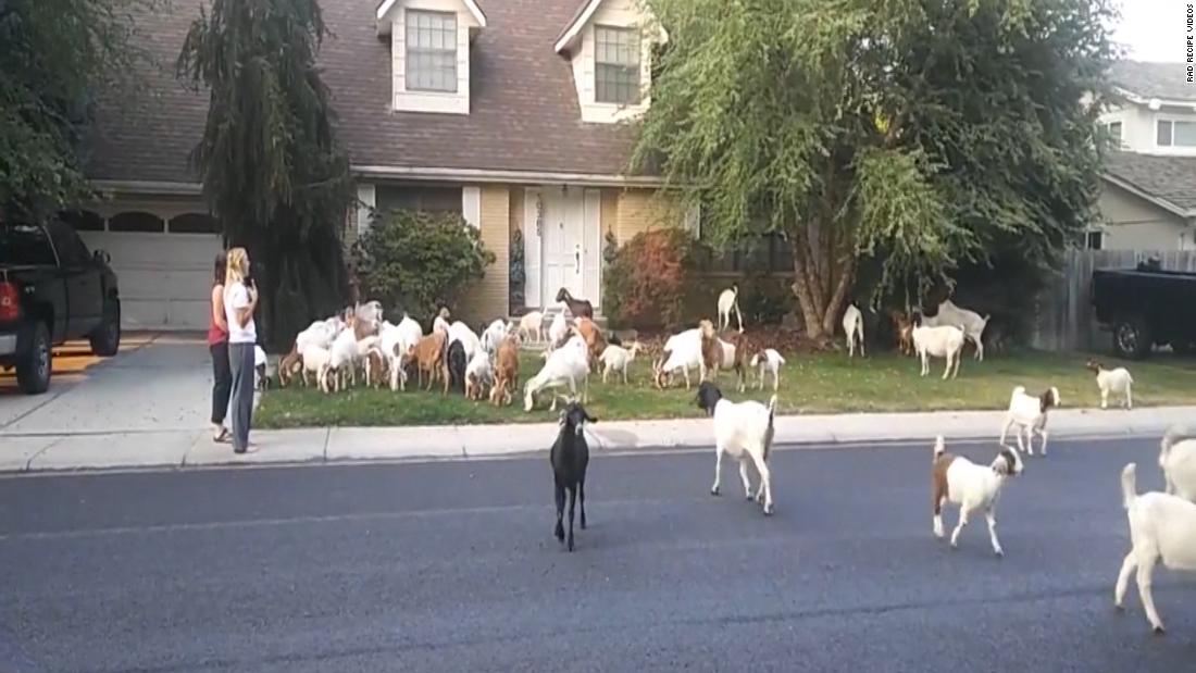 100 break how neighborhood Video Boise 100 invade than   More CNN goats