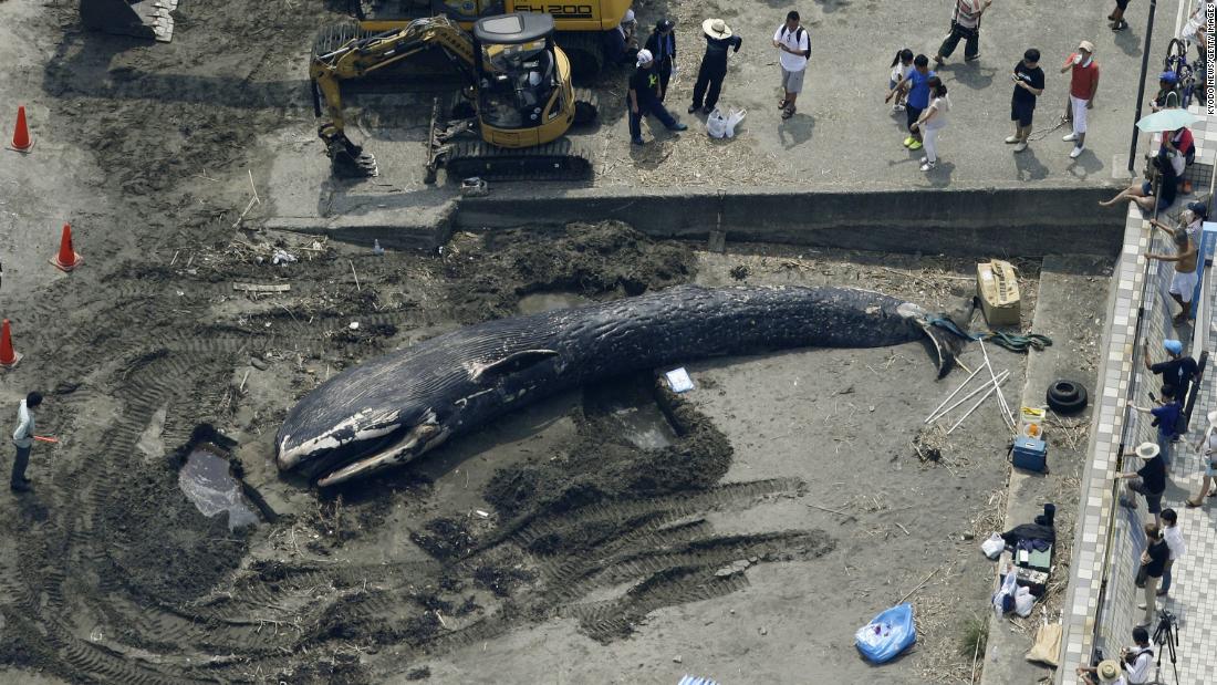 Blue whale mysteriously washes up on beach - CNN Video