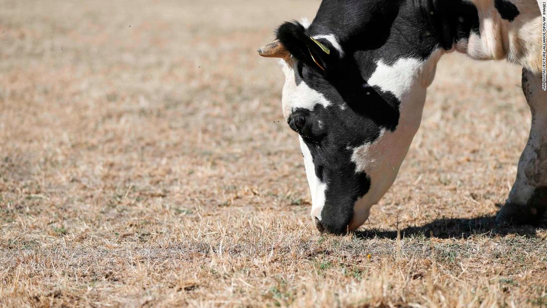 A cow tries to find food on a dry pasture in Ballendorf, Germany.