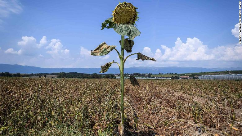 Um girassol com folhas secas é visto perto de Perly-Certoux, na Suíça, na segunda-feira, 6 de agosto.