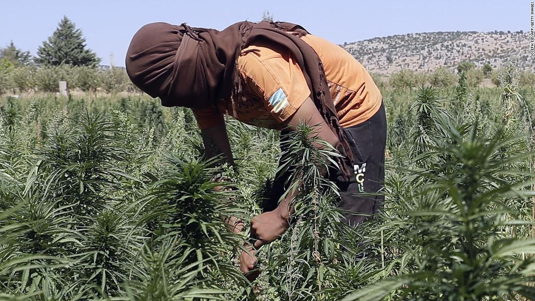 марихуана из афганистана