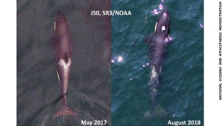 Aerial images of Southern Resident killer whale juvenile J50, taken in 2017 (left) and August 1st 2018 (right) for comparison. Note in the recent image she has lost body condition revealing a very thin profile, and noticeable loss of fat behind the head creating a &quot;peanut head&quot; appearance. Images obtained with an unmanned drone, piloted non-invasively &gt;100ft above the whales under NMFS research permit #19091.