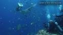 Jason Statham swam with sharks for 'The Meg'