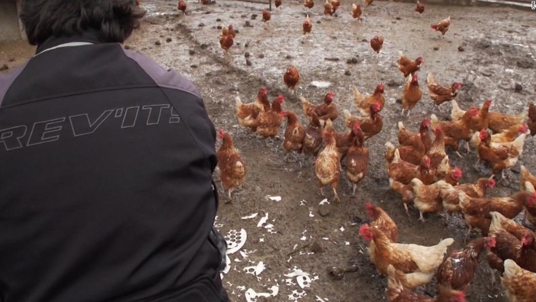 One person has died and 465 people have gotten sick after interacting with pet poultry